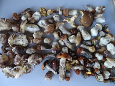 DSC05863-fette-Beute.JPG