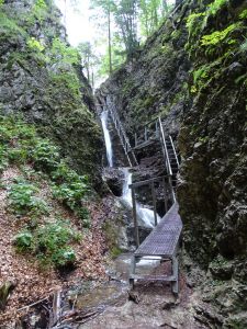 DSC05888-Horne-diery.JPG