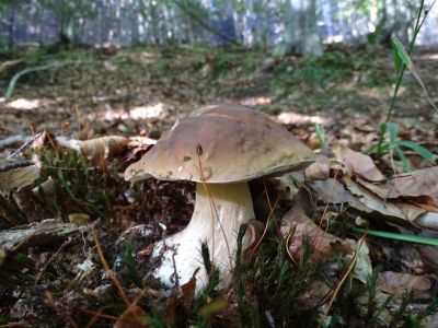 DSC06086-Steinpilz.JPG