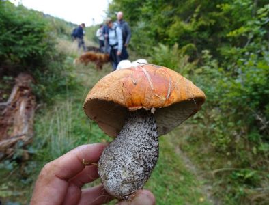 DSC06439-Rotkappe.JPG
