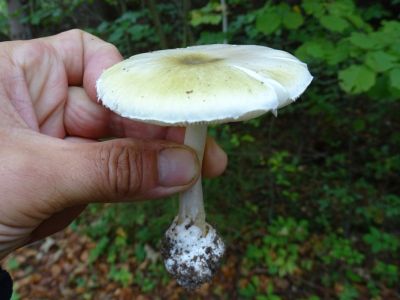 DSC06463-Grüner-Knollenblätterpilz.JPG
