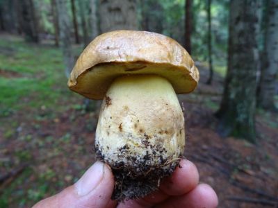DSC06534-Nadelwald-Anhängsel-Röhrling-Butyriboletus-subappendiculatus.JPG