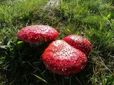 DSC06539-Fliegenpilz.JPG