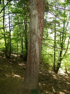 DSC06781-Bärmarkierbaum.JPG
