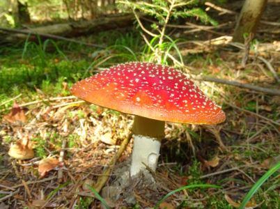 DSC06842-Fliegenpilz.JPG