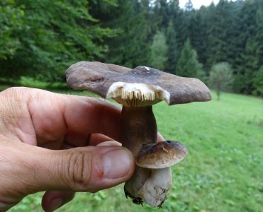 DSC06858-Pechschwarzer-Milchling.JPG