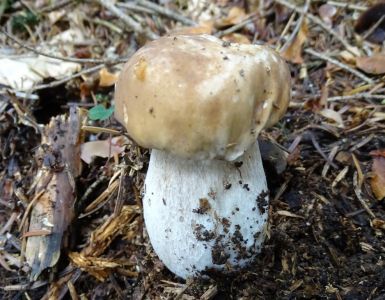 DSC06862-Steinpilz.JPG