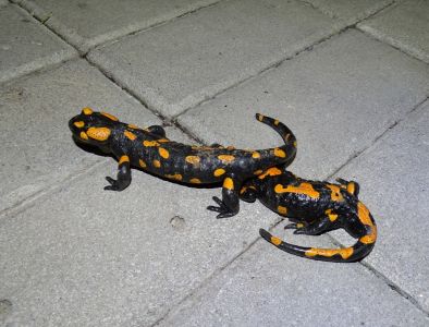 DSC06885-Feuersalamander.JPG