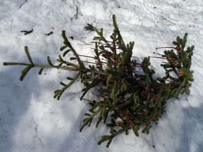 DSC07369-Tannenbaum-Gipfel.JPG