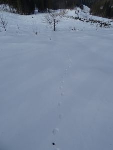 DSC07372-Fuchsspur.JPG