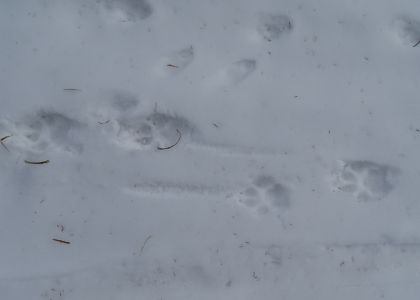 DSC07378-Spur-von-einem-großen-Hund.JPG