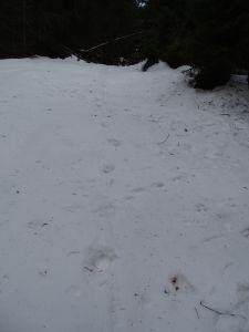 DSC07389-ältere-Wolfsspur.JPG