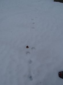 DSC07400-Hasenspur.JPG
