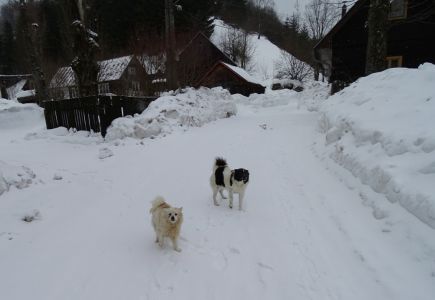 DSC07476-Dorfhunde.JPG