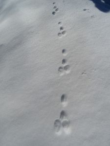 DSC07785-Hasenspur.JPG