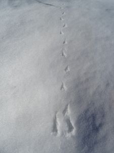 DSC07794-Kolkrabe.JPG