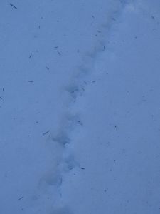 DSC07906-Haselhuhn.JPG