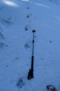 DSC07911-Wolfsspur.JPG