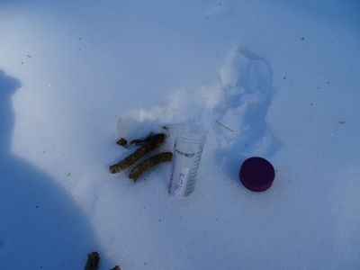 DSC07929-Auerhahn-Losung.JPG