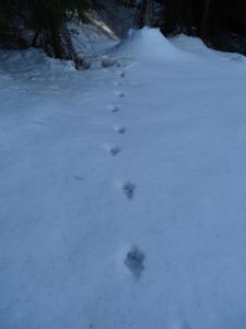 DSC07941-Wolfsspur.JPG