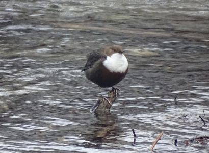 DSC07968-Wasseramsel.JPG