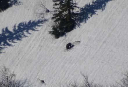 DSC09487-Bär.JPG