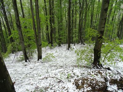DSC09677-der-Wald-weiss-grün.JPG
