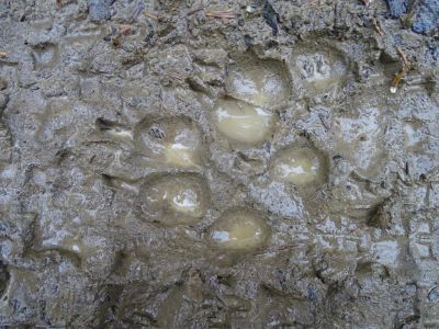 DSC09691-frische-Wolfsspuren.JPG