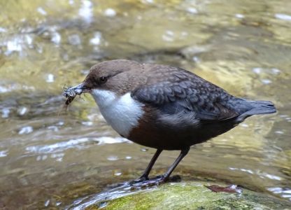 DSC09738-Wasseramsel-mit-Futter.JPG