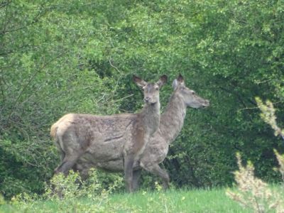 DSC09817-Rotwild.JPG