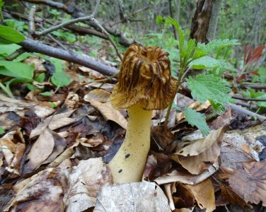 DSC09845-Böhmische-Verpel.JPG