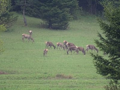 DSC00105-Rotwild.JPG