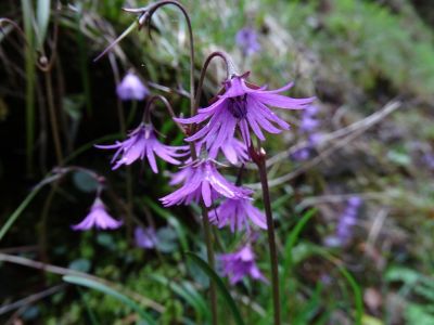 DSC00121-Karpaten-Trodellblume.JPG