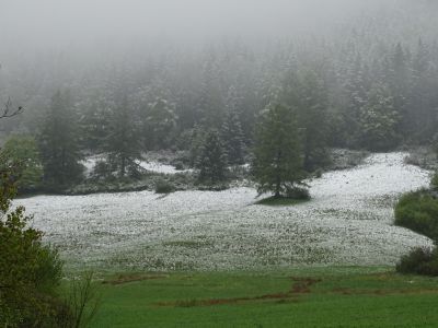 DSC00180-grün-weiss.JPG