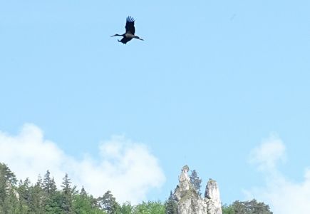 DSC00734-–-kópia-Schwarzstorch.JPG