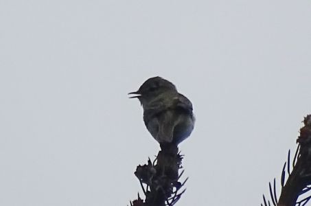 DSC00770-Fitis.JPG