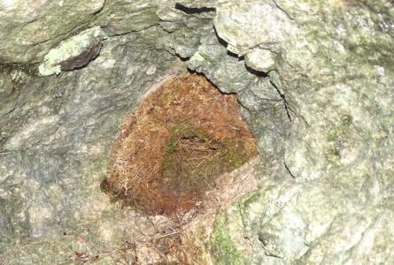 DSC00817-Wasseramsel-Nest.JPG