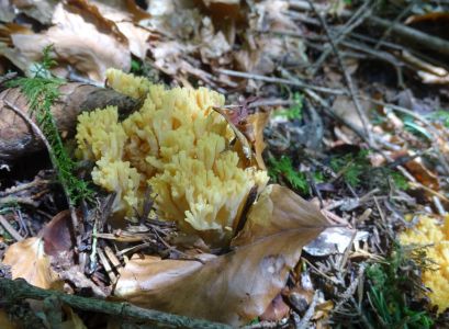 DSC00828-Gelbliche-Koralle.JPG