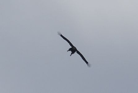 DSC00888-Schreiadler-super.JPG