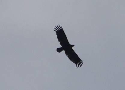 DSC00889-Schreiadler.JPG