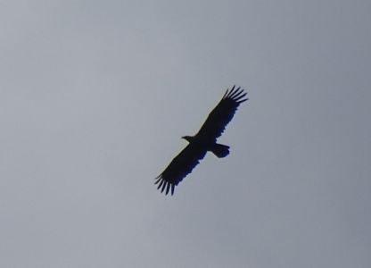 DSC00893-Schreiadler.JPG