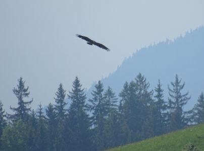 DSC00939-Schreiadler.JPG