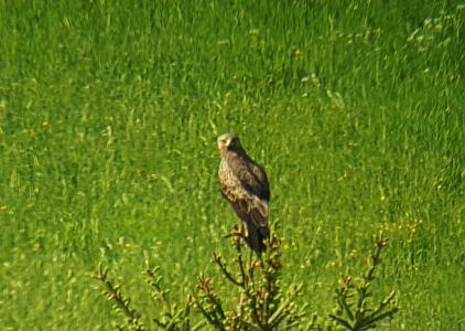 DSC00940-20190604_162300-Schreiadler.jpg