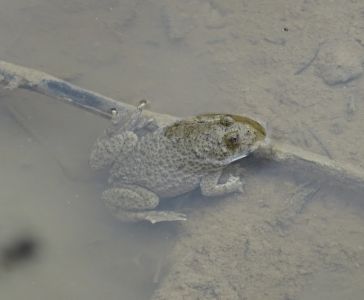 DSC01120-Gelbbauchunke.JPG