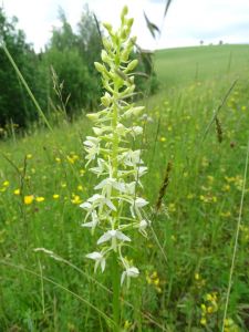 DSC01164-Zweiblättrige-Waldhyazinthe.JPG