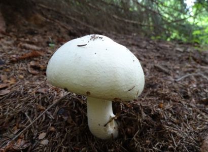 DSC01166-Schifknolliger-Anis-Champignon.JPG