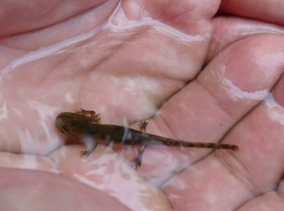 DSC01170-Feuersalamander-Larve.JPG