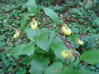 DSC01221-Frauenschuh.JPG