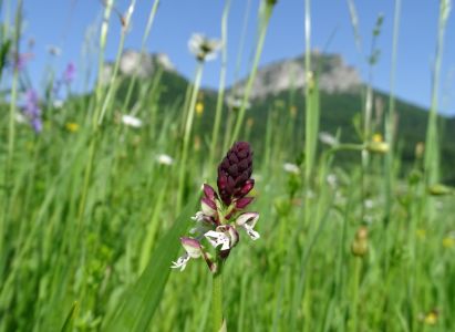 DSC01228-Brandknabenkraut.JPG
