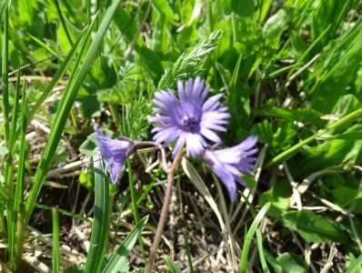 DSC01302-Karpaten-Trodelblume.JPG